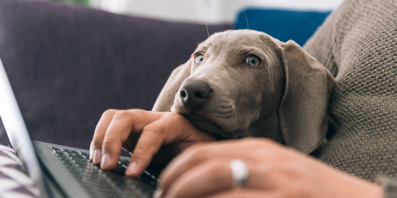 Woman typing on laptop with dog's head resting on her arm